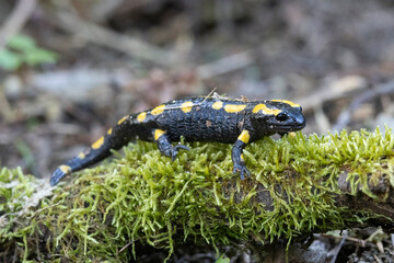 Feuersalamander (Salamandra salamandra)