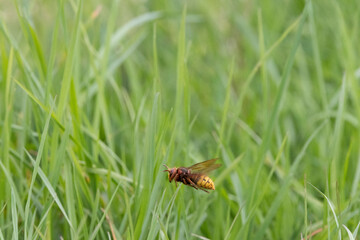 Hornisse (Vespa crabro) Königin