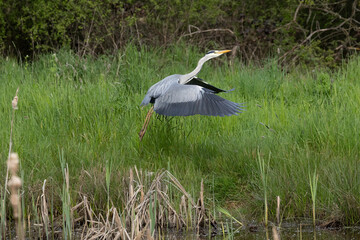 Graureiher (Ardea cinerea)