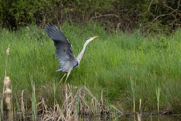 Graureiher (Ardea cinerea)