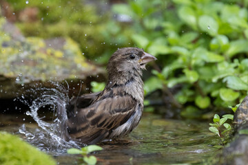 Haussperling (Passer domesticus)
