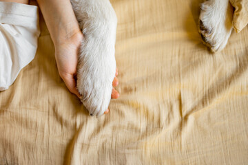 Woman holds dog's paw on bed, view from above. Relaxation and friendship with pets concept - obrazy, fototapety, plakaty