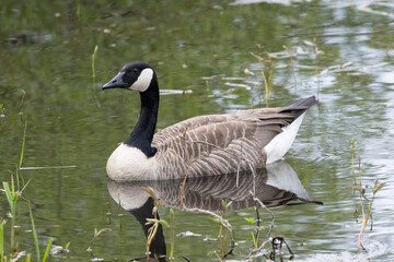 Kanadagans (Branta canadensis)
