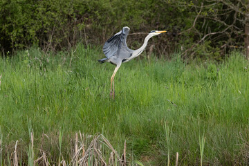 Graureiher (Ardea cinerea)