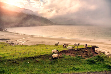 Wool sheep on green grass. Stunning nature scenery of Keem bay and beach, county Mayo, Ireland....