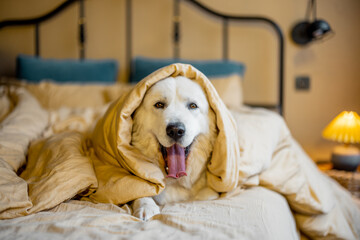 Portrait of a cute white dog lying in bed covered with blanket at cozy bedroom. Maremma italian shepherd dog at home