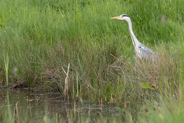 Graureiher (Ardea cinerea)