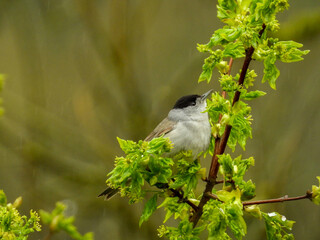 black-headed titmouse in the rain on a branch