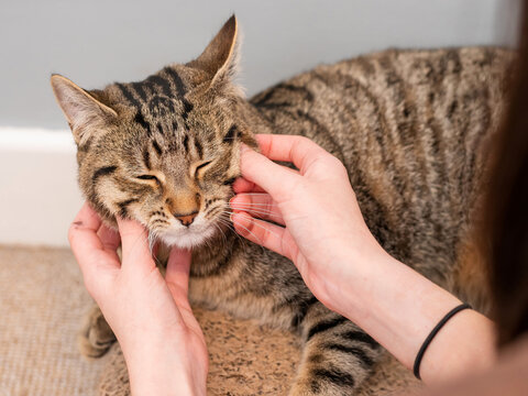 Young brown tabby cat enjoys face massage by his owners. Perks and benefits of being the house animal. Enjoy love and care concept. High quality service to keep pet happy.
