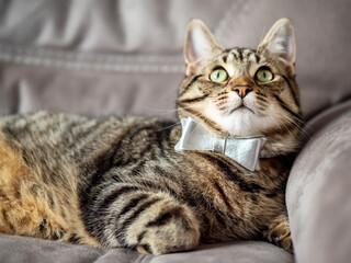 Fototapeta na wymiar Cute and stylish tabby cat with silver bow tie on a couch. Beautiful pet at home with simple decoration.