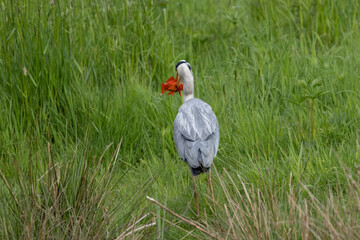 Graureiher (Ardea cinerea) fängt Goldfisch