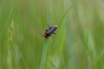 adobe stock GNOR ausgewertet