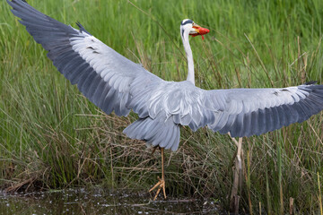 Graureiher (Ardea cinerea) fängt Goldfisch