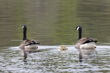 Fototapeta premium Kanadagans&nbsp;(Branta canadensis)