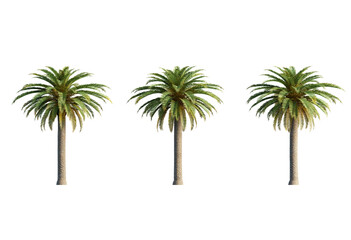3d Plant Palm Phoenix canariensis Cutout PNG