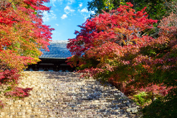 秋の京都・神護寺で見た、金堂へ続く石段を彩る紅葉