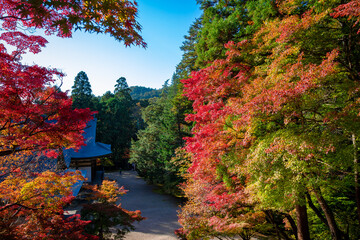 秋の京都・神護寺の金堂から見た、カラフルな紅葉と快晴の青空