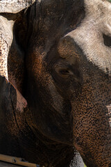 Elephant close up