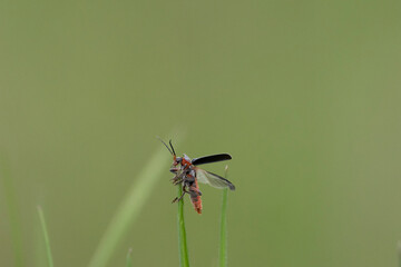 Gemeiner Weichkäfer (Cantharis fusca)