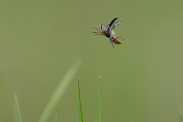 Gemeiner Weichkäfer (Cantharis fusca)