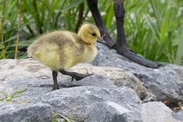 Obraz premium Kanadagans&nbsp;(Branta canadensis)