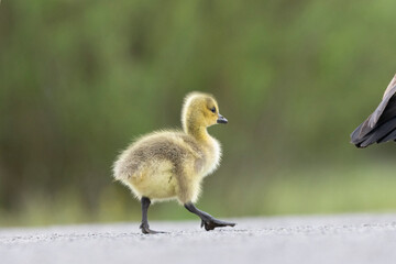 Kanadagans (Branta canadensis)