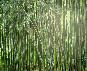 horizontal screen of bamboo with soft light