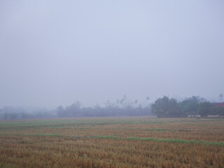 Rice Field