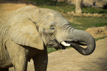 view on an elephant of africa in a park - obrazy, fototapety, plakaty