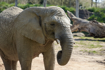 view on an elephant of africa in a park