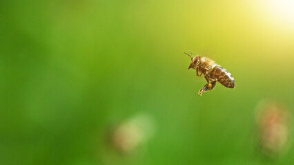 Flying honey bee isolated on green background.