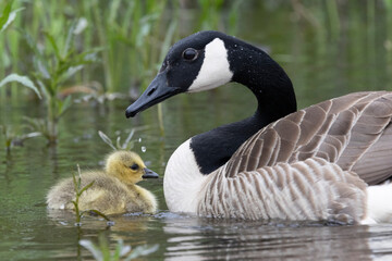 Kanadagans (Branta canadensis)