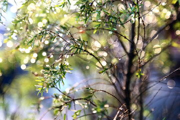 spring in the park