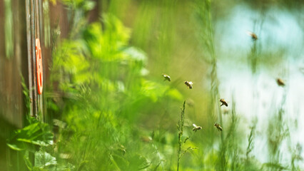 Flying honey bees into beehive.