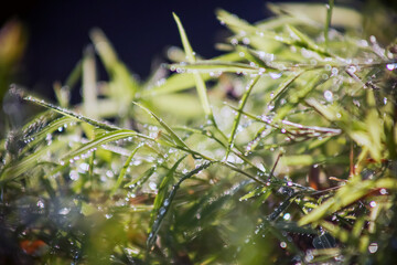 dew drops on a grass
