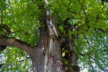 Big old oak