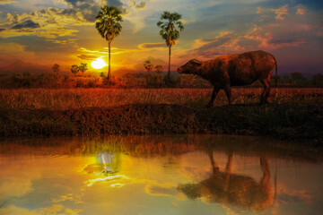 Water buffalo walking on the ditch at sunset - 601643321