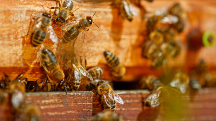 Freeze motion of bees flying in and out bee hive, macro shot.