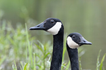Kanadagans (Branta canadensis)