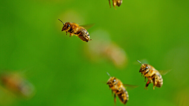 Freeze motion of bees flying, macro shot.