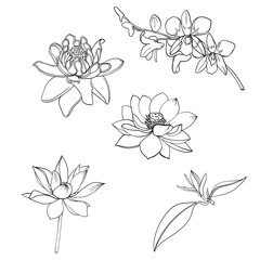 Hand drawn Sakura, Peony flower and Chrysanthemum  , Japanese tattoo,doodle vector set