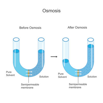 Osmosis process. Solvent molecules pass through semipermeable membrane from pure solvent to solution or from less concentrated to high concentrated solution.Vector illustration.