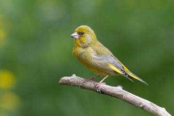 Grünfink (Chloris chloris)