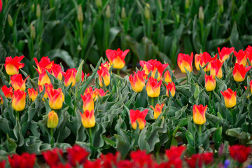 Spring blooming tulip field. Flowers tulips,  Spring floral back