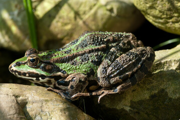 Edible frog