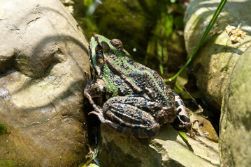 Edible frog