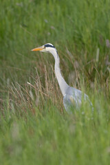 Graureiher (Ardea cinerea)