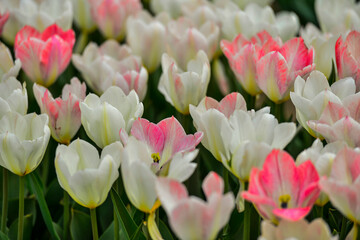 Spring blooming tulip field. Flowers tulips,  Spring floral back