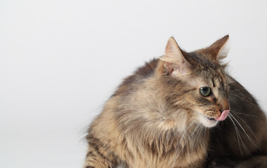 A beautiful brown cat is lying, long fur on a white background. Siberian cat. Green eyes. Fluffy paws.