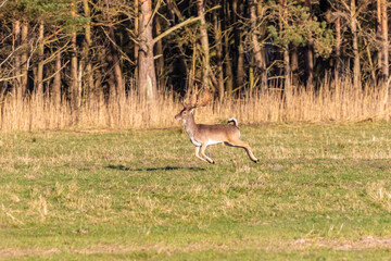 Damhirsch im Galopp über die Wiese.